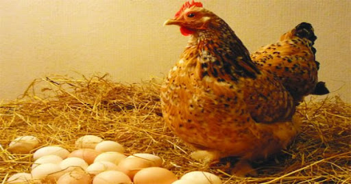mơ thấy gà đẻ trứng