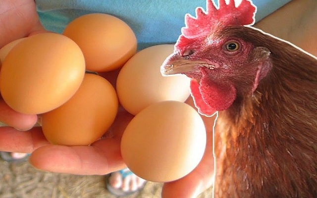Mơ thấy gà đẻ trứng nên đánh số mấy?