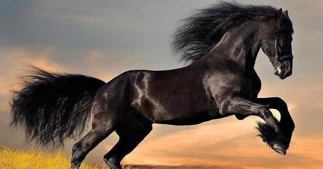 mơ thấy ngựa nên đánh con gì?